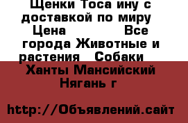 Щенки Тоса-ину с доставкой по миру › Цена ­ 68 000 - Все города Животные и растения » Собаки   . Ханты-Мансийский,Нягань г.